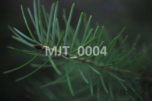 MJT_0004
