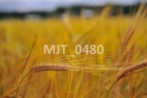 MJT_0480