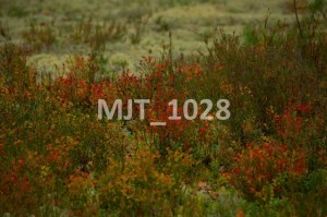 MJT_1028
