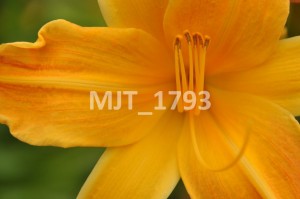 MJT_1793