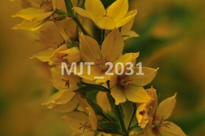 MJT_2031