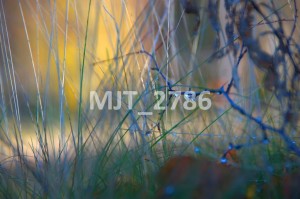 MJT_2786