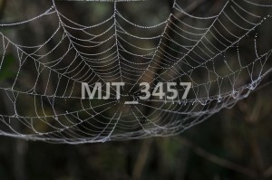 MJT_3457
