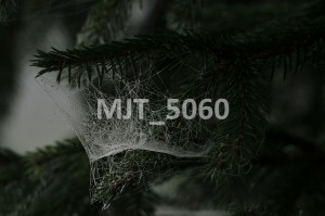 MJT_5060